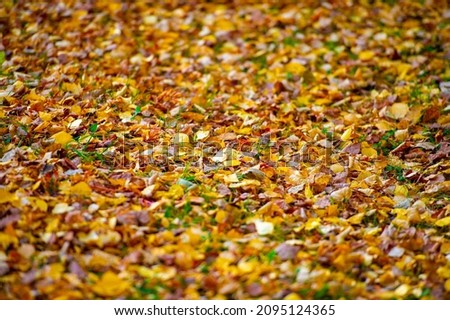 Autumn, also known as fall. As day and night temperatures decrease, trees change color and then shed their leaves. from the ancient Etruscan root autu- and has connotations in it Along the way