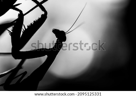 A selective focus shot of praying mantis against a bokeh background