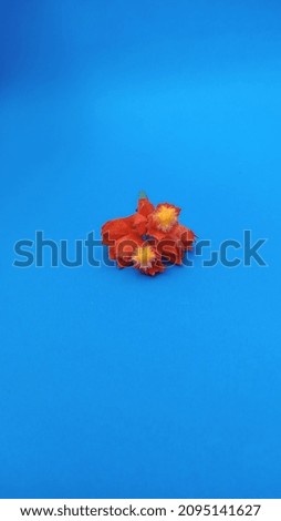 blue background with orange flower 