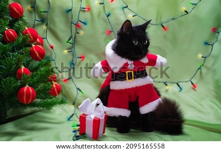 Funny black cat in Santa Claus costume looks side on the background of a Christmas garland and a Christmas tree with a gift congratulates on the holiday: a place for text