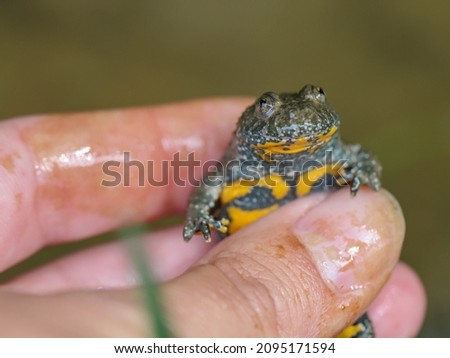 Adult of the yellow-bellied toad, Bombina variegata in the hand
