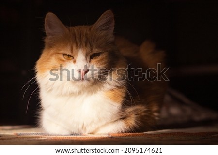 A cute yellow and orange cat with sunlight on her on a rug in a house