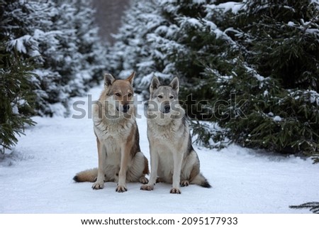 a pair of wolves sitting on the snow in the winter forest