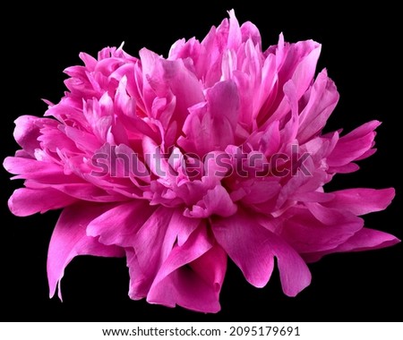 Bright pink pion flower close-up isolated on a black background.