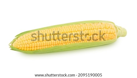 Fresh whole half peeled corn cob isolated on a white background. Clip art image for package design.