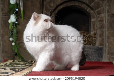 Big snowy white oriental extreme cat with vibrant yellow eyes stands in front of home fireplace on red carpet. Beautiful pet of high breeding. Copy space, dark background.