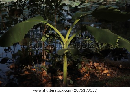 Banana tree with perfect sun light and shadow which growth on the edge of the lake