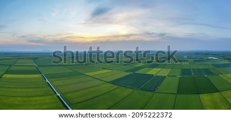 High angle and panoramic view of rice field at Gimje Plain against land horizon in summer near Gimje-si, South Korea
 Royalty-Free Stock Photo #2095222372