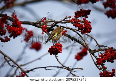 Goldfinch feeding on the winter berries