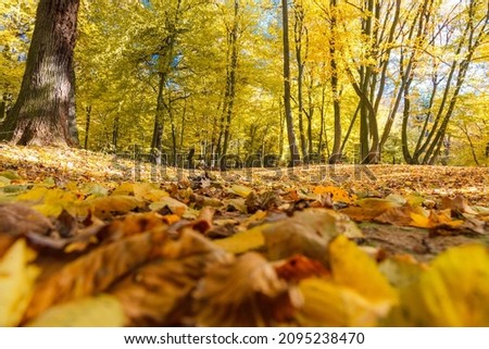 A closeup of leaves on a trail in an autumn park
