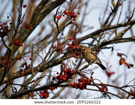 Redwing feeding on winter berries