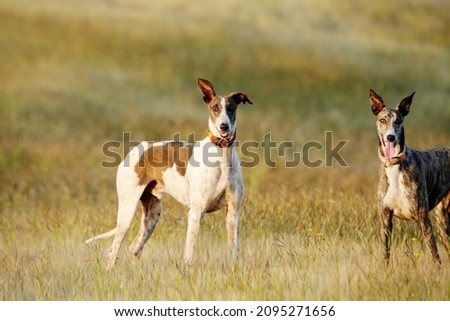 Mudhol hound breed, Poachers use these dogs for hunting, Satara, Maharashtra, India  Royalty-Free Stock Photo #2095271656