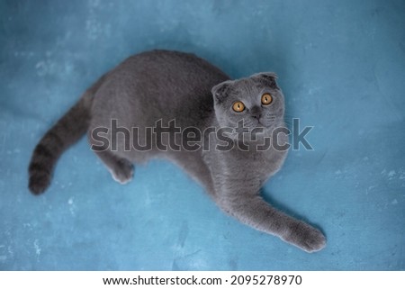 Gray scottish fold cat on blue background