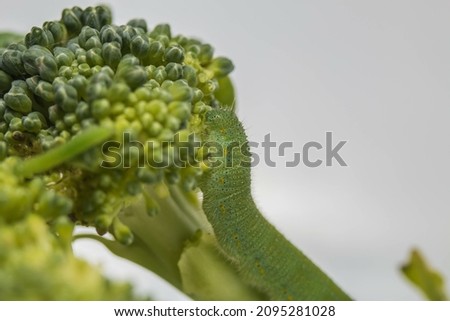 A macro shot of caterpillar on broccoli