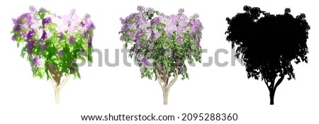 Set or collection of  Bougainvillea bushes, painted, natural and as a black silhouette, isolated on white background. Concept or conceptual 3d illustration for nature, ecology and conservation, beauty