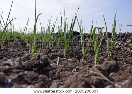 Organically grown garlic plantations in the fields. Small plant of garlic. Garlic plants on the ground. Close up of early garlic plants on the ground in spring.