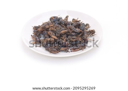 Chik Kung fried (Brachytrupes portentosus  lichtenstein) on a white plate.Thai food.
