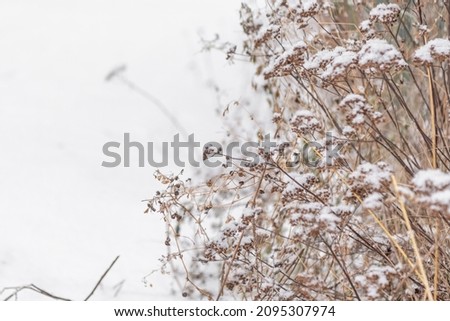 Background with blur, winter with clear white snow, withered dried grass