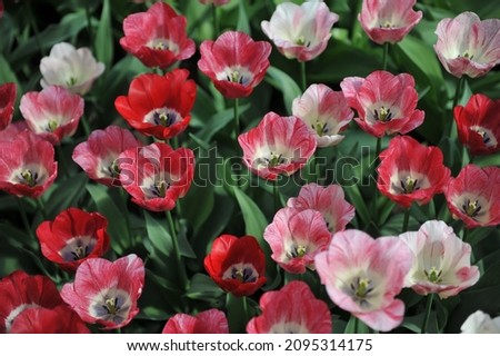 Red, pink and white Triumph tulips (Tulipa) Hemisphere bloom in a garden in April Royalty-Free Stock Photo #2095314175