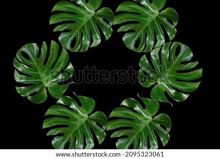 Top veiw, Bright fresh monstera leaf collection cycle pattern frame isolated on black background for stock photo or advertisement, Genus of flowering plants