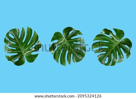 Top veiw, Bright fresh three monstera leaf pattern isolated on light cyan background for stock photo or advertisement, Genus of flowering plants