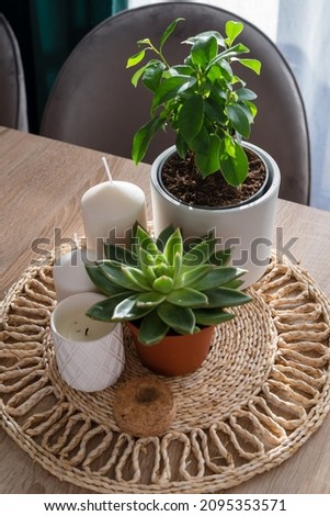 Beautiful composition of plants in different  pots with white candles. Scandi-Boho style. Close up