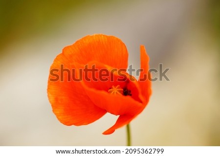 Macro of a poppy flower in front of a light background  Beautiful contrast with different levels of sharpness 