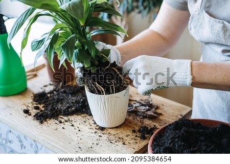 Spring Houseplant Care, repotting houseplants. Waking Up Indoor Plants for Spring. Woman is transplanting plant into new pot at home. Gardener transplant plant Spathiphyllum Royalty-Free Stock Photo #2095384654