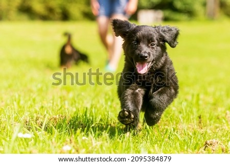 dog hovawart gold and black Puppy wants to play and runs on the grass
