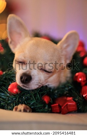 Christmas mini chihuahua dog with xmas decorative wreath, Christmas tree with lights, bokeh background. High quality photo