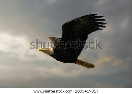 A closeup shot of a Bald eagle flying in the cloudy sky