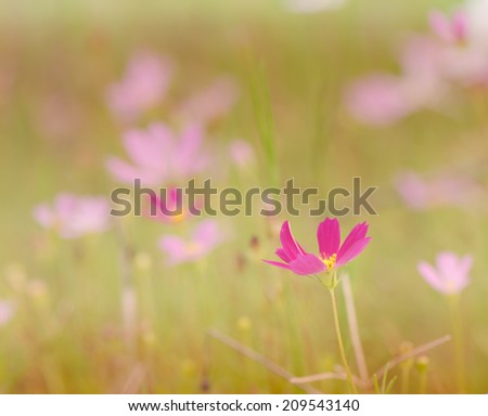 Purple cosmos flower with soft natural background.