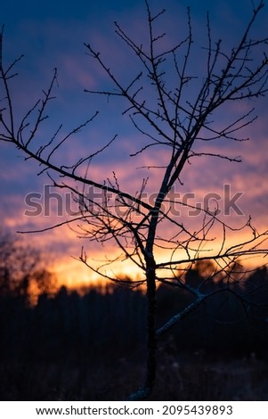 A sunset from behind a Cherry tree in Maine.