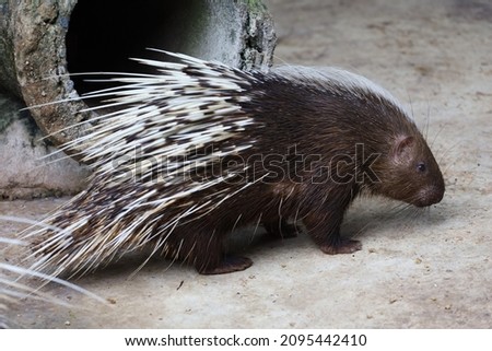 Close up the malayan porcupine animal 