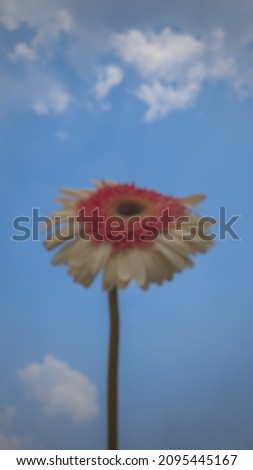 Defocused fresh peach white gerbera flower on the background of a bright blue sky and white clouds