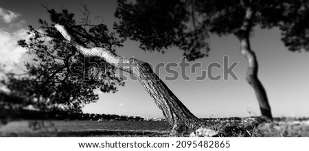 old pine trees, black and white photo