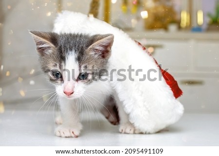 Christmas kitten in a red Santa Claus hat. Funny kittens.