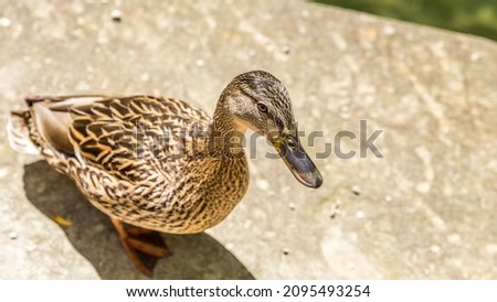 zoo park duck head beak