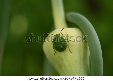 a green bedbug crawls on a garlic blossom