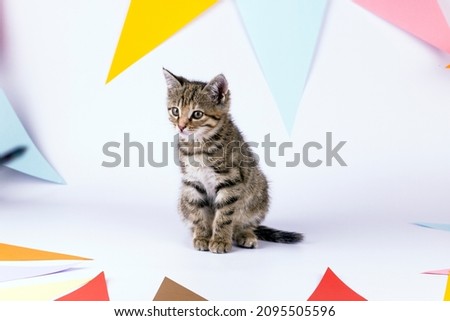 Little cute kitten and colorful party flags on white background. Birthday and holiday image.