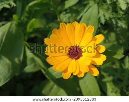 Calendula officinalis, the pot marigold, common marigolds, ruddles or Scotch marigold, is a flowering plant in the daisy family Asteraceae. Marigold. Pot Marigold. Yellow flower. Orange flower. Garden