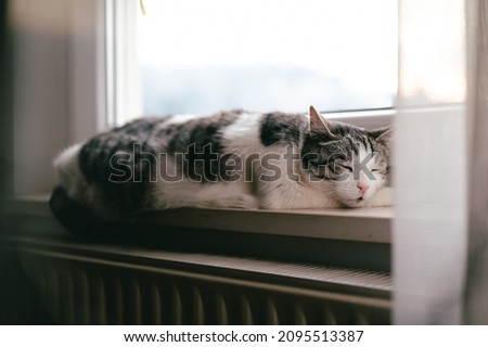 Big and old domestic cat sleeping on windowsill on gloomy winter day and enjoying radiator heat  Royalty-Free Stock Photo #2095513387