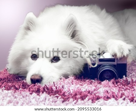 White sad dog samoyed photographer  with old retro camera on rose carpet