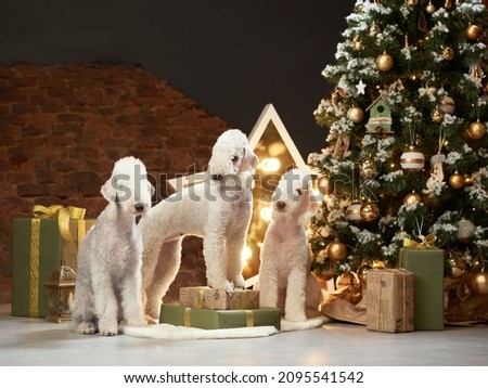 three dogs by the new year tree. funny christmas bedlingtons on the holidays
