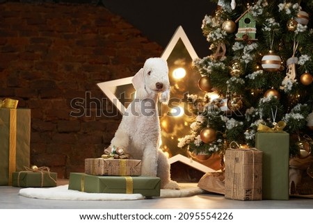 dog by with boxes of gifts near new year tree. funny christmas bedlingtons on the holidays