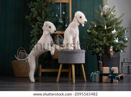 two dogs by the natural new year tree. funny christmas bedlingtons on the holidays