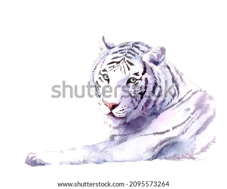 Traditional watercolor illustration of a Bengal white tiger. Animal illustration isolated on white background. Hand drawn painting for post cards, wallpapers, greetings, prints, fabrics, wrapping.
