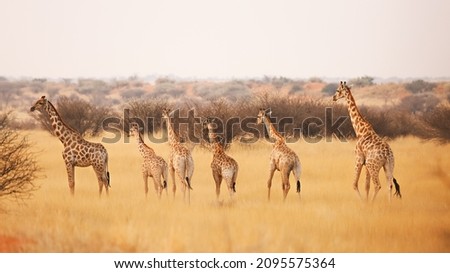 A group of giraffes in the Kalahari Desert. Namibia.