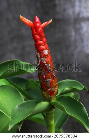 Red button ginger plant aka scarlet spiral flag and green leaves