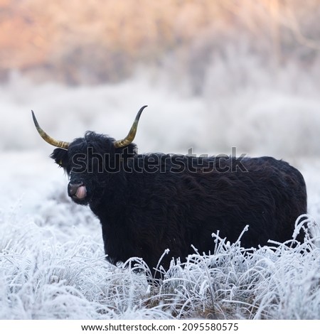 Highland cow in a frozen scenery